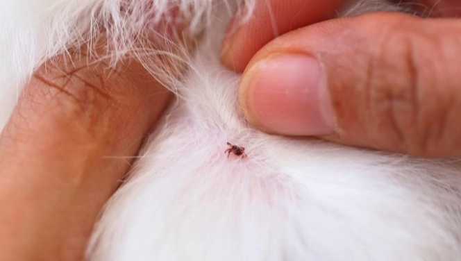 壁蝨叮咬症狀 壁蝨叮咬症狀