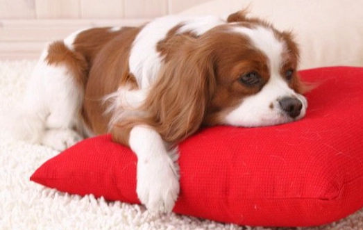 狗弓背發抖處理