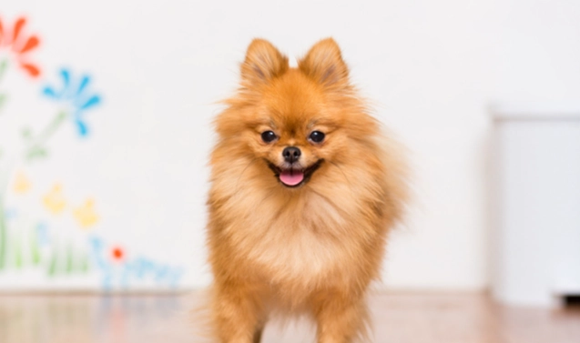 狗狗肺積水治療