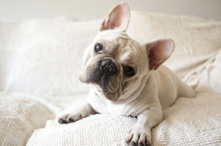 狗狗耳朵結痂治療