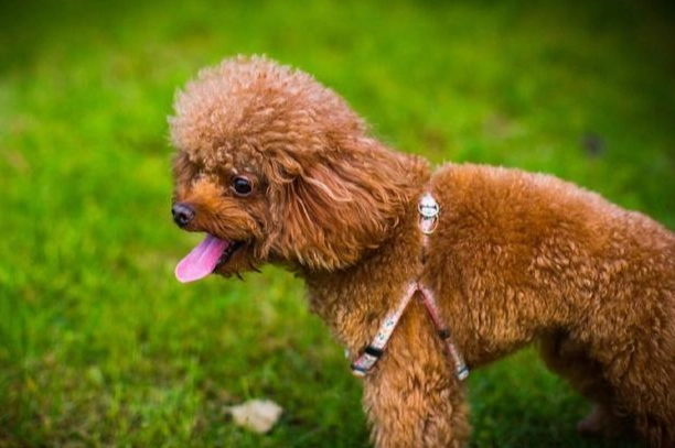 狗狗心臟病飲食
