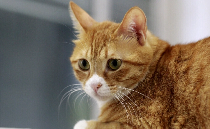 無穀貓飼料推薦