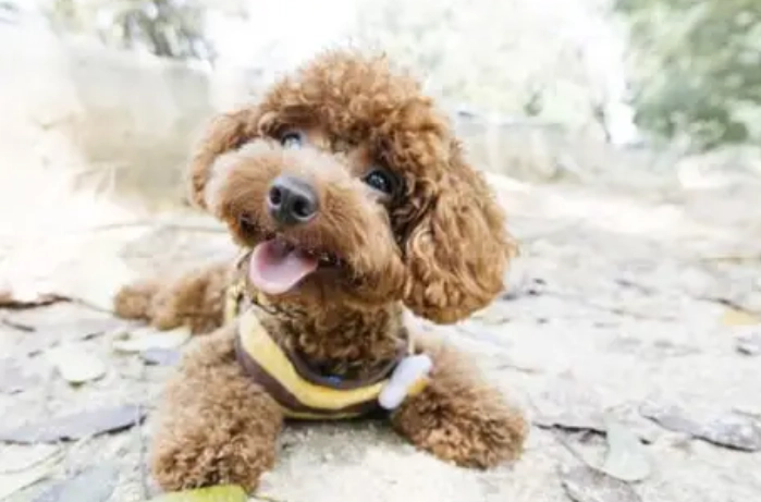 玩具貴賓犬壽命