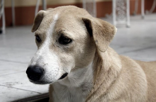 腎臟病末期飲食調整 腎臟病末期飲食調整
