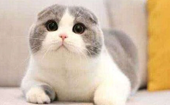 貓飼料保存方法