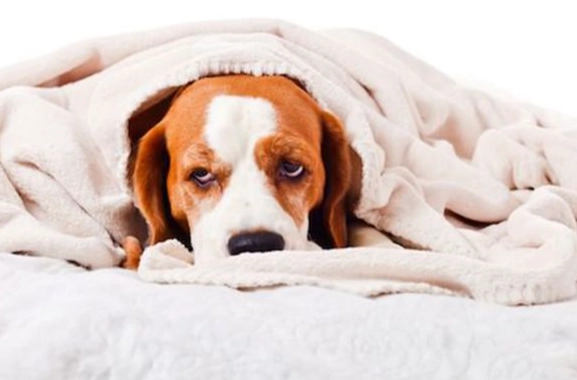 狗狗抽搐原因 狗狗抽搐原因