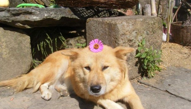 癲癇狗食物 癲癇狗食物