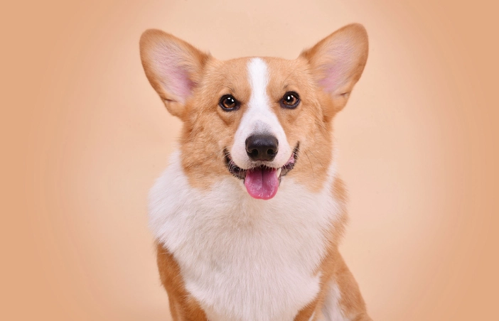 狗茴香使用方法