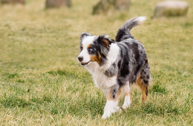 犬耳炎藥水推薦 犬耳炎藥水推薦