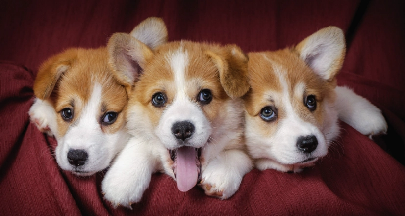 狗茴香使用方法