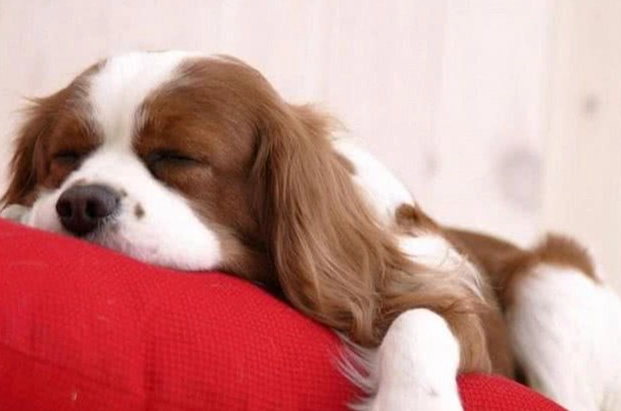 狗狗拱背發抖疾病