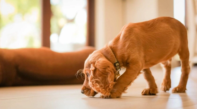 狗狗耳朵結痂原因