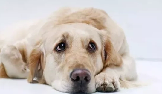 狗狗耳朵感染 狗狗耳朵感染