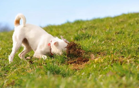 香草對狗的好處