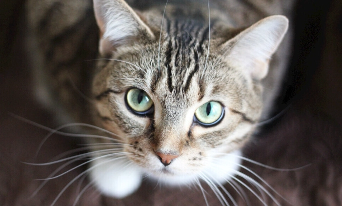 壁蝨貓防治 壁蝨貓防治