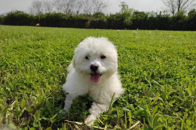 狗狗心臟病咳嗽