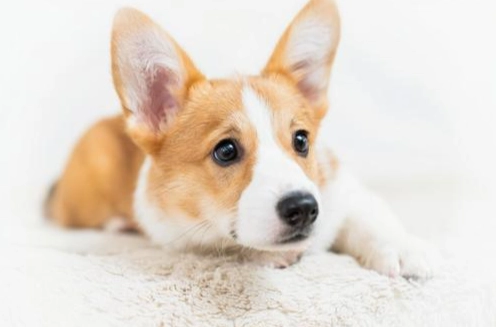 柯基犬平均壽命