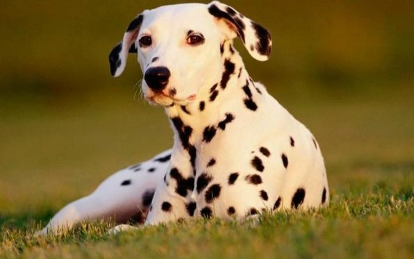 狗癲癇症狀 狗癲癇症狀