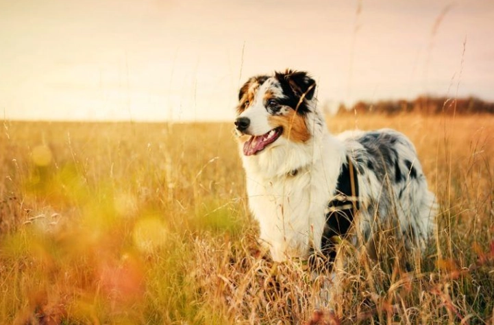 狗狗心絲蟲藥忘記吃