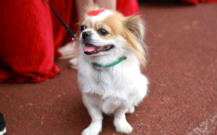 腎衰竭狗狗飲食 腎衰竭狗狗飲食