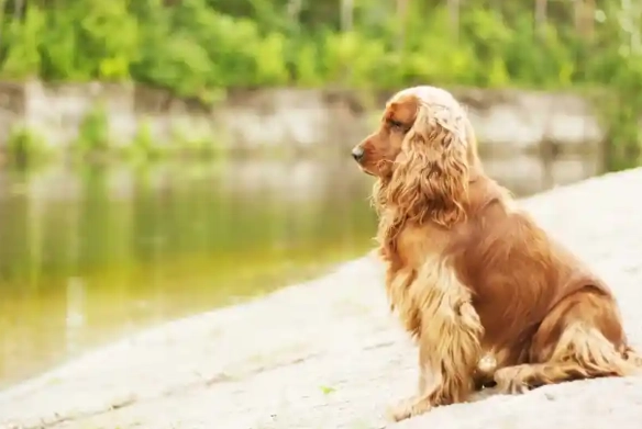 狗狗癲癇後遺症 狗狗癲癇後遺症