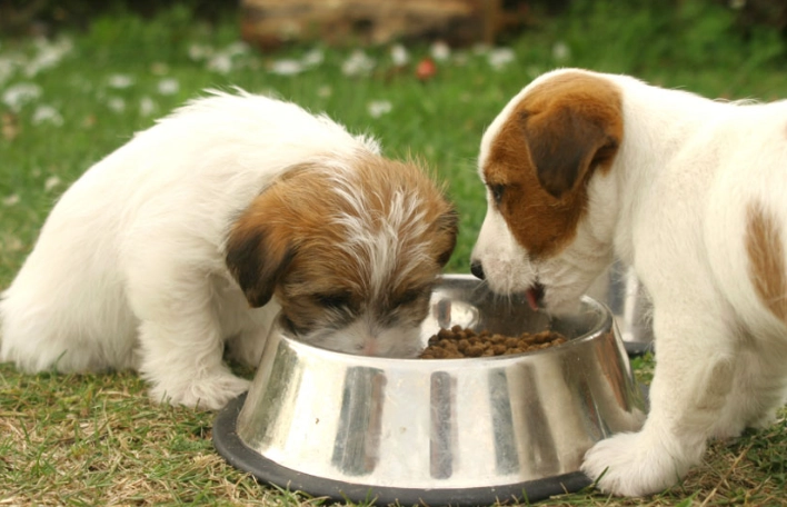 幼犬社會化 幼犬社會化