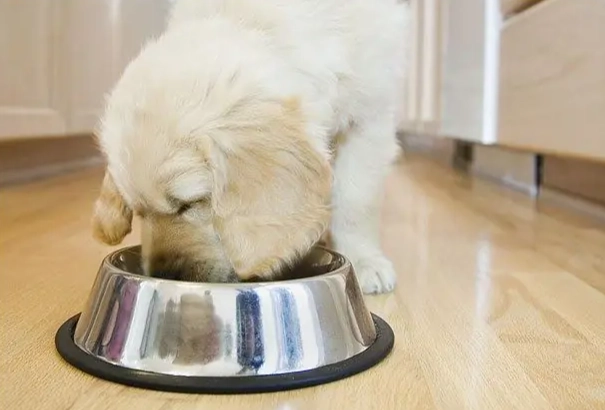 蛋黃蛋白狗狗健康