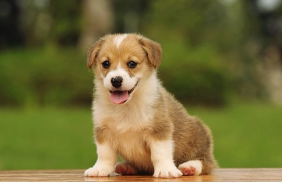 狗耳朵清潔步驟 狗耳朵清潔步驟