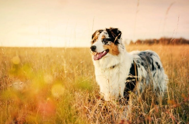 狗狗胰臟炎症狀 狗狗胰臟炎症狀