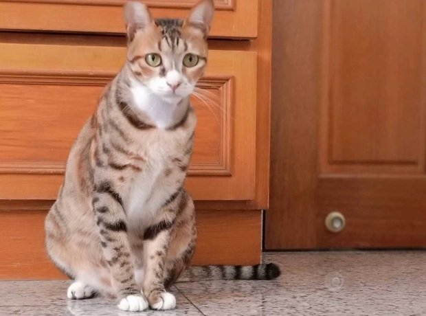 米克斯虎斑貓個性