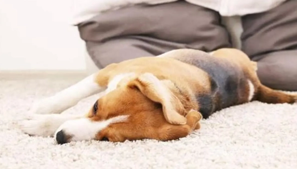 狗狗一歲幾個月 狗狗一歲幾個月