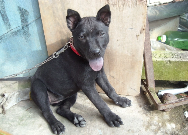 台灣犬幼犬照顧