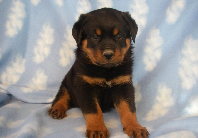 狗胰臟炎治療 狗胰臟炎治療