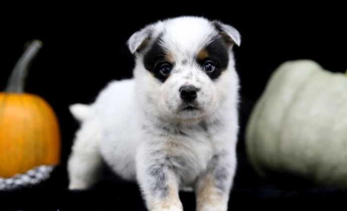 狗狗驅蟲藥推薦