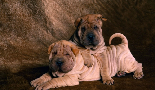 狗狗胰臟炎護理 狗狗胰臟炎護理