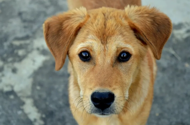 狗狗腎衰竭末期照護 狗狗腎衰竭末期照護