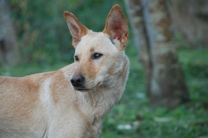 混種小型犬 混種小型犬