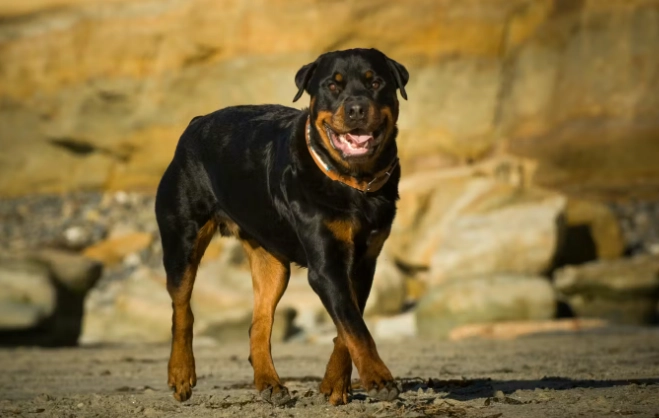 狗狗心脏保健饮食