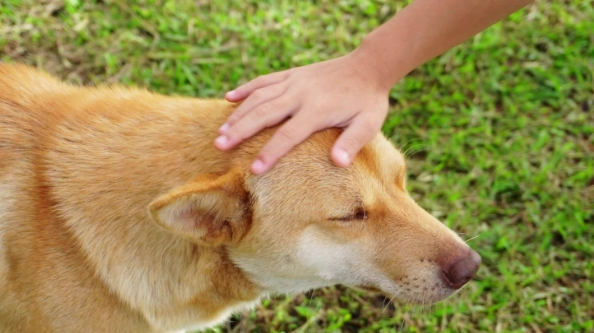 狗狗耳朵感染 狗狗耳朵感染