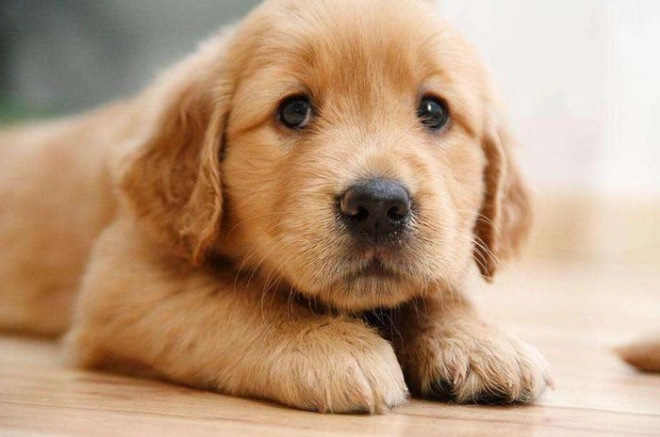 胰臟炎狗狗睡覺姿勢 胰臟炎狗狗睡覺姿勢