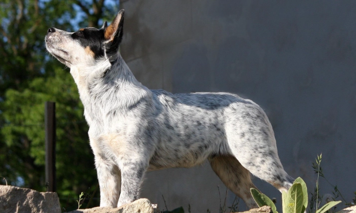 狗狗驅蟲藥推薦