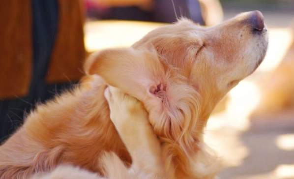 狗耳朵癢原因 狗耳朵癢原因