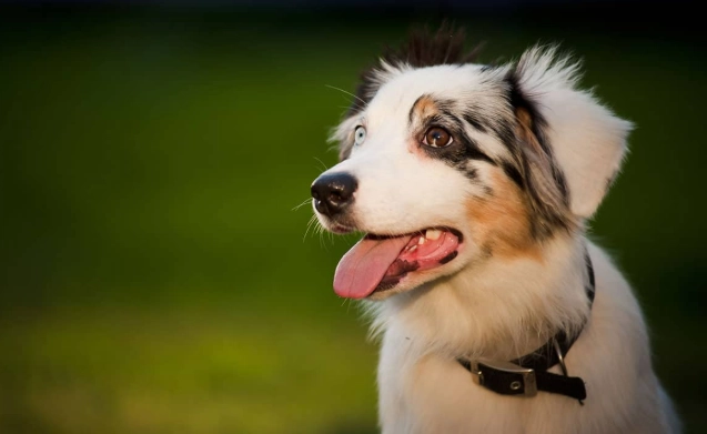 狗耳朵發炎症狀 狗耳朵發炎症狀