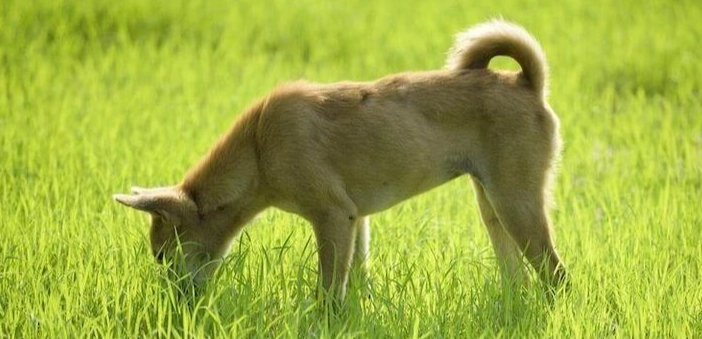 香草對狗的好處