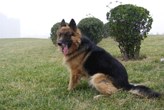 狗狗胰臟炎症狀 狗狗胰臟炎症狀