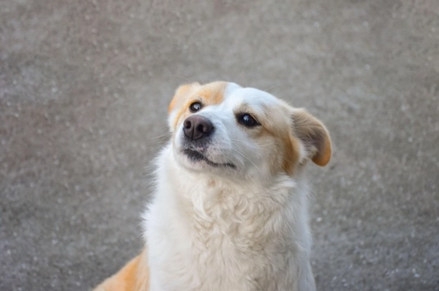 狗狗心臟病症狀