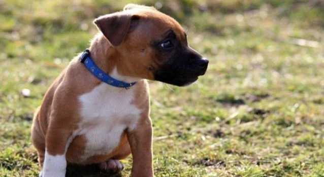 老年狗癲癇治療 老年狗癲癇治療