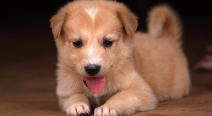 狗胰臟炎 狗胰臟炎