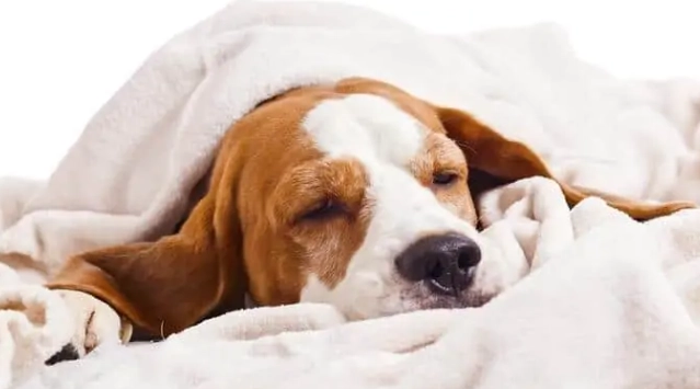 狗狗癲癇 狗狗癲癇