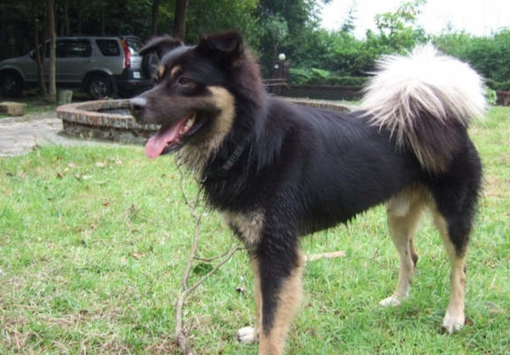 混種小型犬 混種小型犬